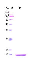 SDS-PAGE (CXCL13-1695H).jpg